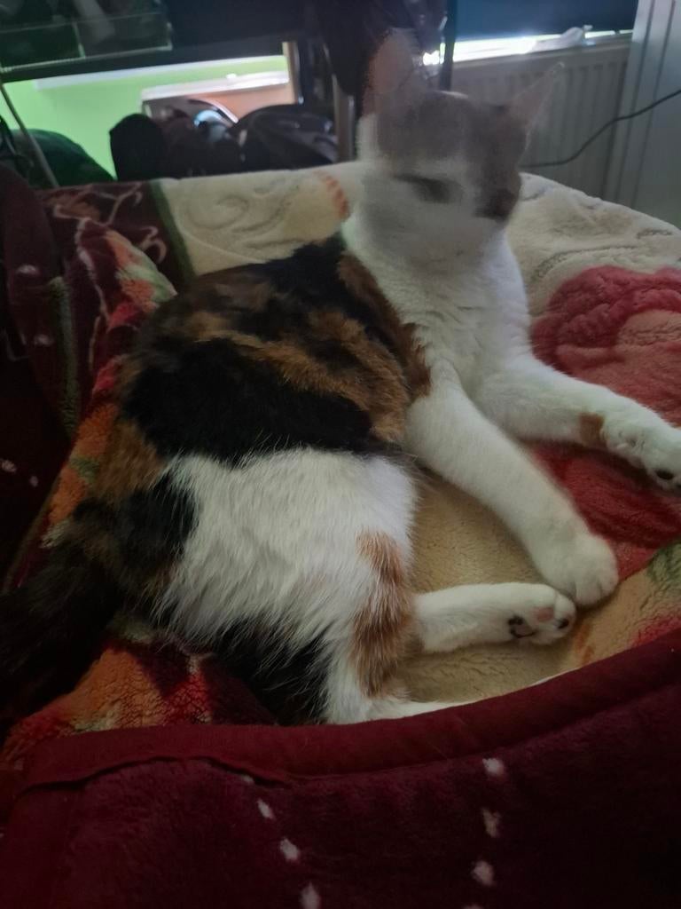 Kittens voor 350, Dieren en Toebehoren, Katten en Kittens | Overige Katten, Meerdere dieren, Kortharig, 0 tot 2 jaar