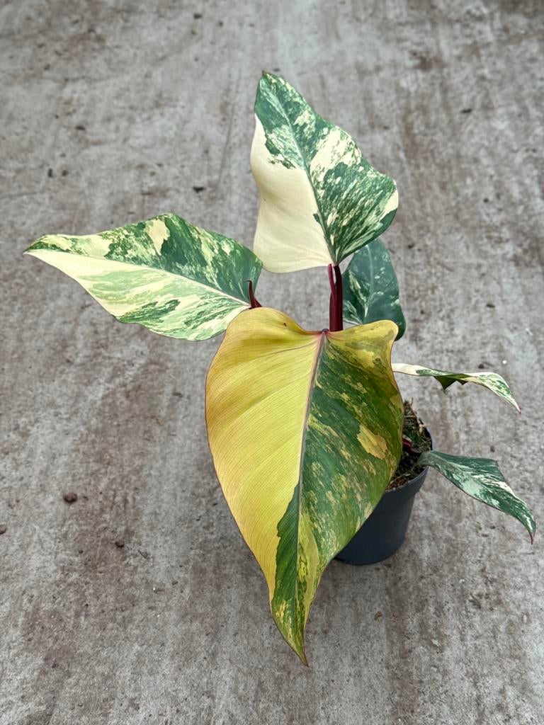Philodendron Strawberry Shake, Huis en Inrichting, Kamerplanten, Ophalen of Verzenden, Halfschaduw, Minder dan 100 cm