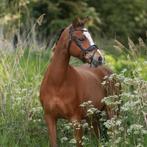Sunflower, Dieren en Toebehoren, Pony's, Merrie
