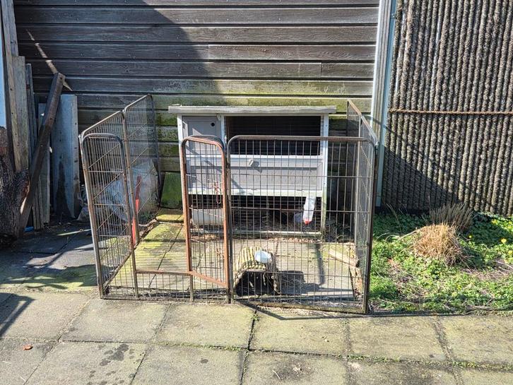 Konijnenhok + hek + toebehoren bijna gratis!, Dieren en Toebehoren, Konijnen, Dwerg, Vrouwelijk