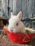 Wit konijntje vrouw loffelohr/drager, Dieren en Toebehoren, Konijnen, Vrouwelijk, Klein, 0 tot 2 jaar