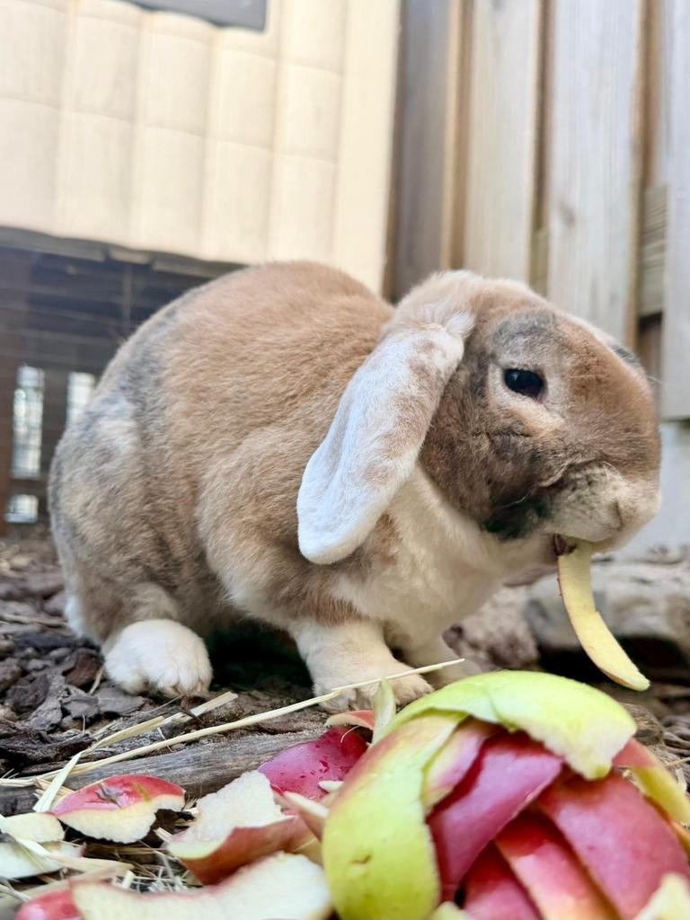 Lief hangoor konijn (mannetje, 1 jaar), Dieren en Toebehoren, Mannelijk, Hangoor