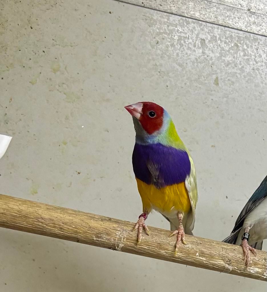 Koppel gouldamadines, Dieren en Toebehoren, Meerdere dieren