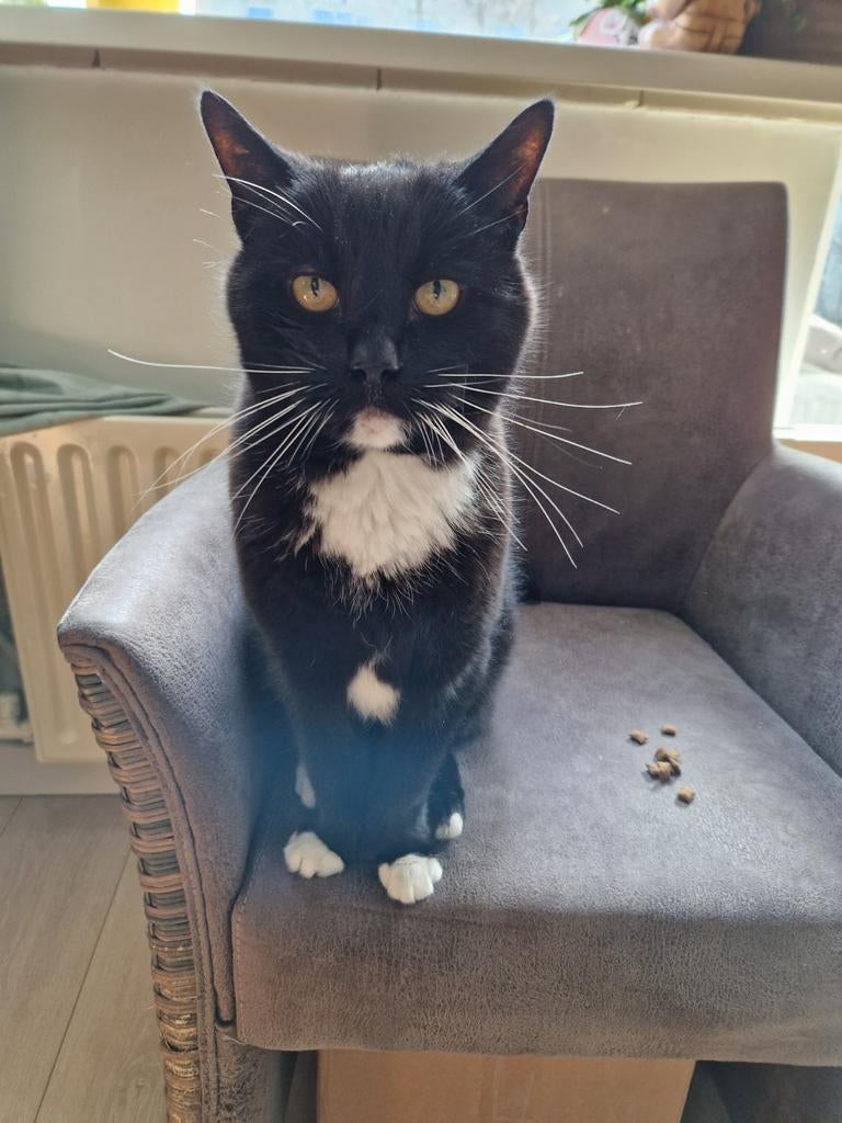 Kater en poes zoeken nieuw huisje