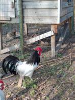 Gratis af te halen lakenvelder haan, Dieren en Toebehoren, Mannelijk, Kip