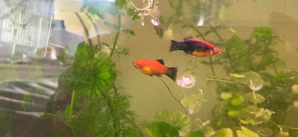 Guppen mannen vrouwen baby's  en 1 platy, Ophalen