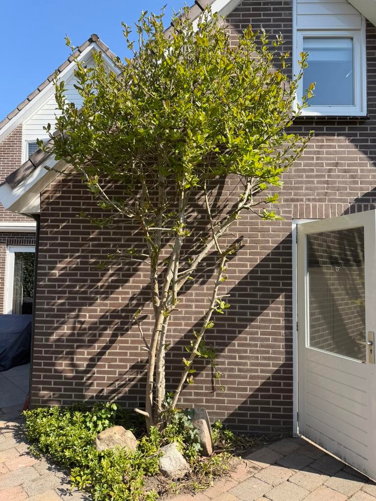 Sering, Overige soorten, 250 tot 400 cm, Zomer, Ophalen