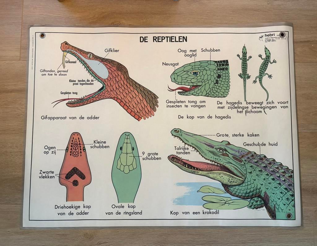 Vintage schoolplaat Reptielen en De Kat, Ophalen, Natuur en Biologie
