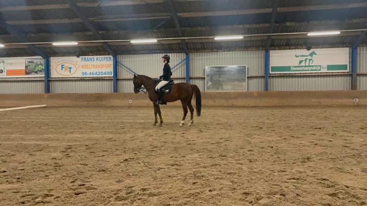 Bijrijder aangeboden/ verzorgpony gezocht, Dieren en Toebehoren, Paarden en Pony's | Verzorgingsproducten, Nieuw, Ophalen of Verzenden