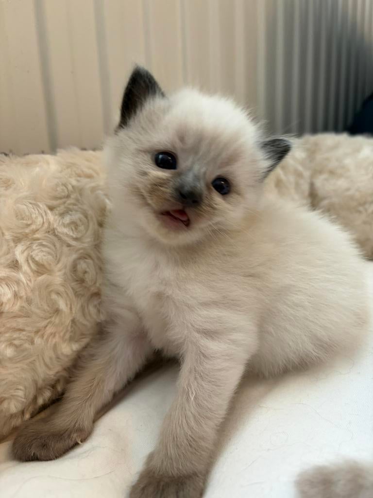 prachtige Ragdoll kitten Kater – blauwe ogen –lief & sociaal, Dieren en Toebehoren, Meerdere dieren, Gechipt, 0 tot 2 jaar