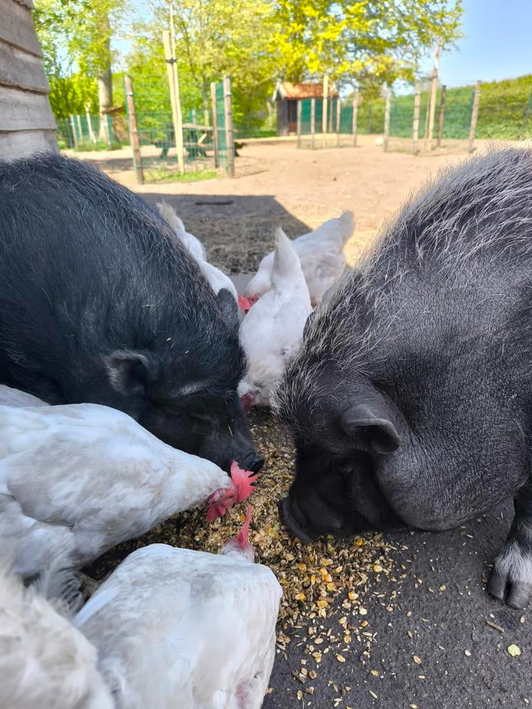 Hangbuikzwijntjes, Dieren en Toebehoren, Schapen, Geiten en Varkens, Vrouwelijk, Varken