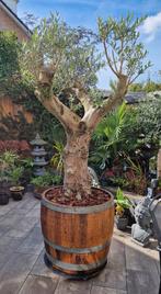 Whiskyvaten/wijnvaten / XXL plantenbak eikenhout, Ophalen, Overige materialen, 40 cm of meer, Rond