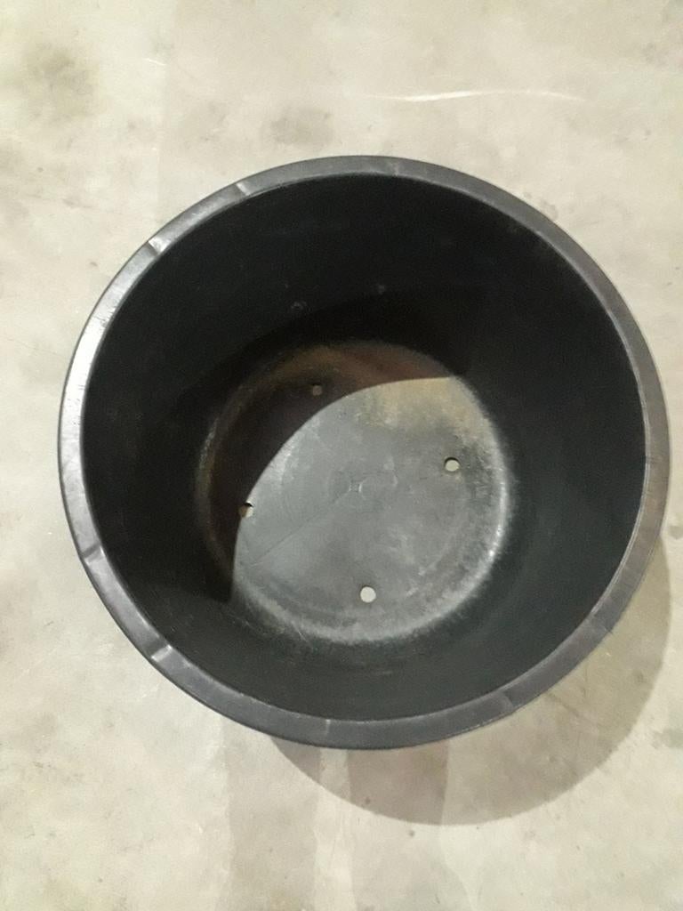 Container bomen en planten, Ophalen of Verzenden