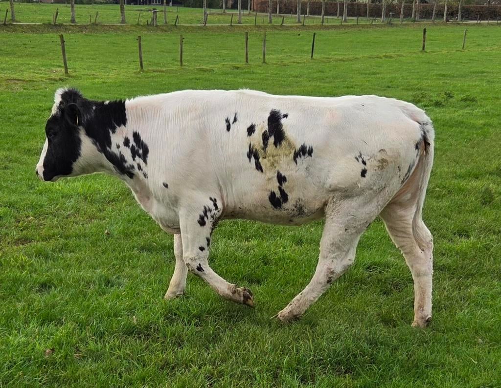 Te koop mooie blauwe vaars, Dieren en Toebehoren, Vrouwelijk