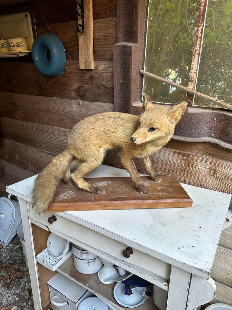 Opgezette jonge vos – Taxidermie – Decoratief stuk, Verzamelen, Ophalen of Verzenden, Gebruikt, Wild dier, Opgezet dier