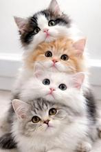 Kitten gezochg, Kater, Kortharig, 0 tot 2 jaar