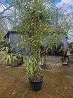 bamboe, Tuin en Terras, Ophalen, Bloeit niet, Halfschaduw, Overige soorten