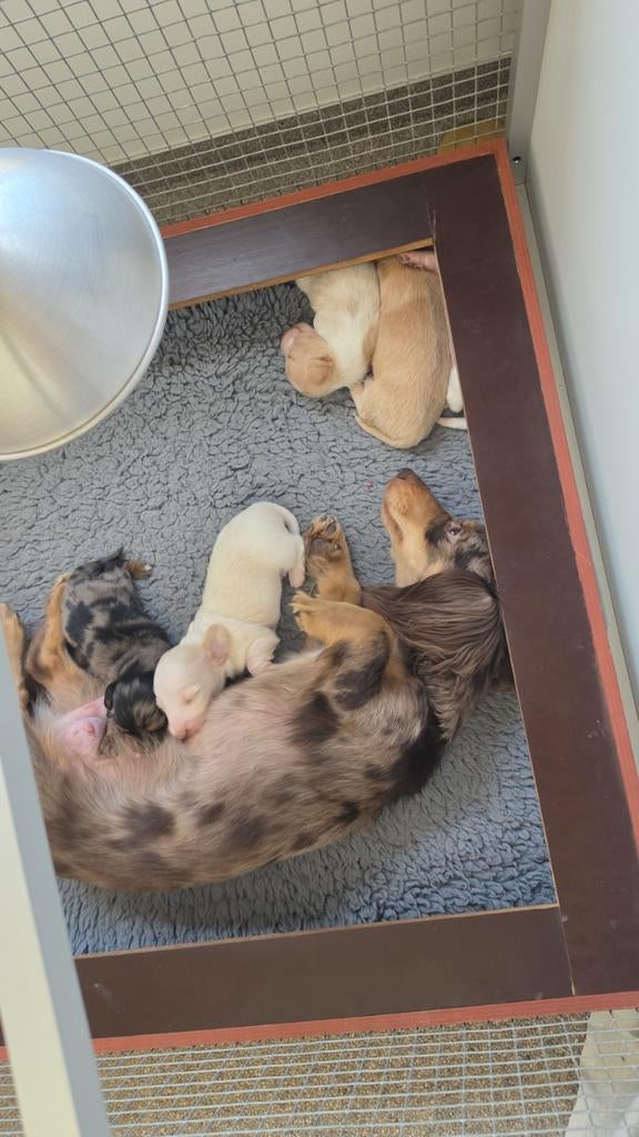 Prachtige langharige dwergteckels cream, Parvo, 8 tot 15 weken, Dwerg, Langhaar