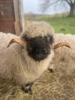 Knappe man beschikbaar - Walliser Schwarznase ram Johnny, Mannelijk, Schaap