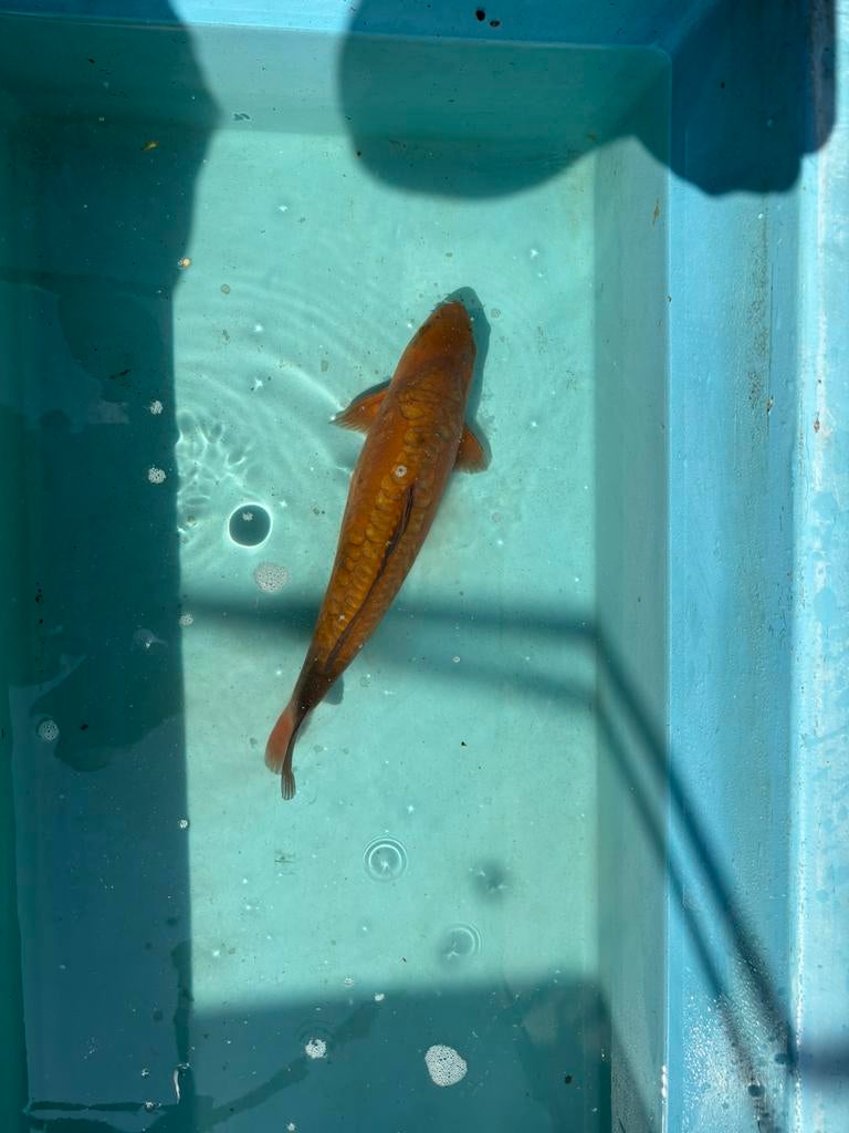 Doitsu aragoke chagoi koikarper koi karper vis vissen vijver, Dieren en Toebehoren, Vissen | Aquariumvissen, Vis