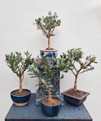 4 Bonsai Olijfboompje- Olea Europea, Tuin en Terras, Planten | Bomen, Minder dan 100 cm, Zomer, Volle zon, In pot
