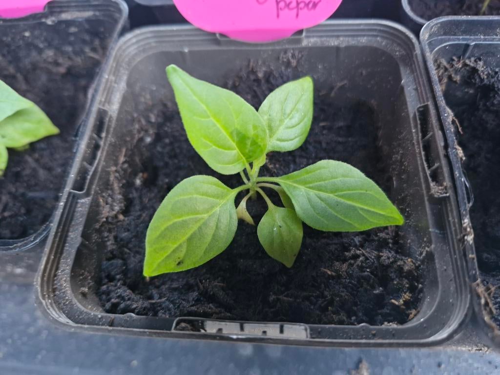 Madame Jeanette peperplanten, Tuin en Terras, Planten | Tuinplanten, Ophalen, Eenjarig, Overige soorten, Volle zon