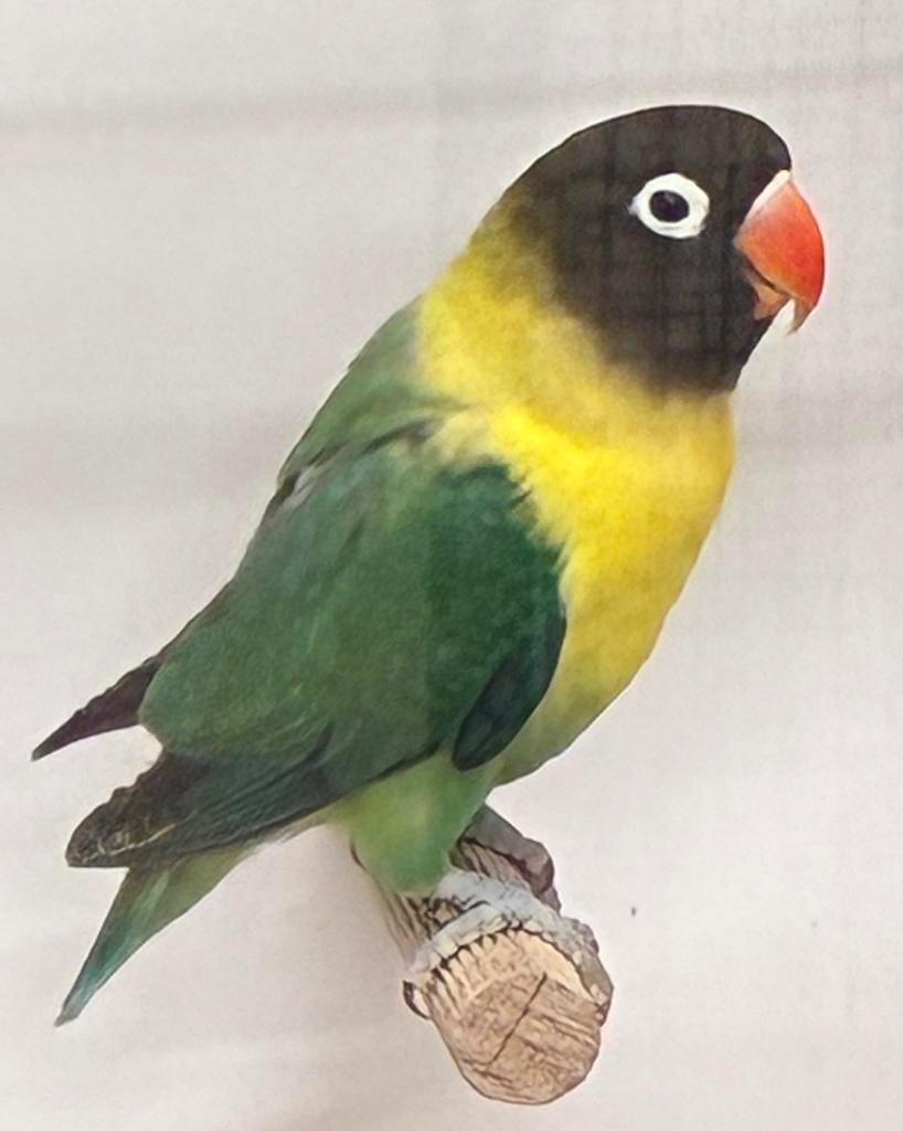 Agapornis personata man turquoise, Dieren en Toebehoren, Vogels | Parkieten en Papegaaien, Mannelijk, Dwergpapegaai of Agapornis