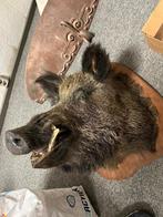 Everzwijn, Ophalen, Gebruikt, Wild dier, Beeldje of Figuurtje