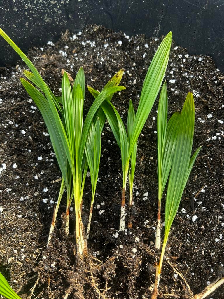 Winterharde palm stekjes (Trachycarpus fortunei), Ophalen of Verzenden, Overige soorten, Volle zon