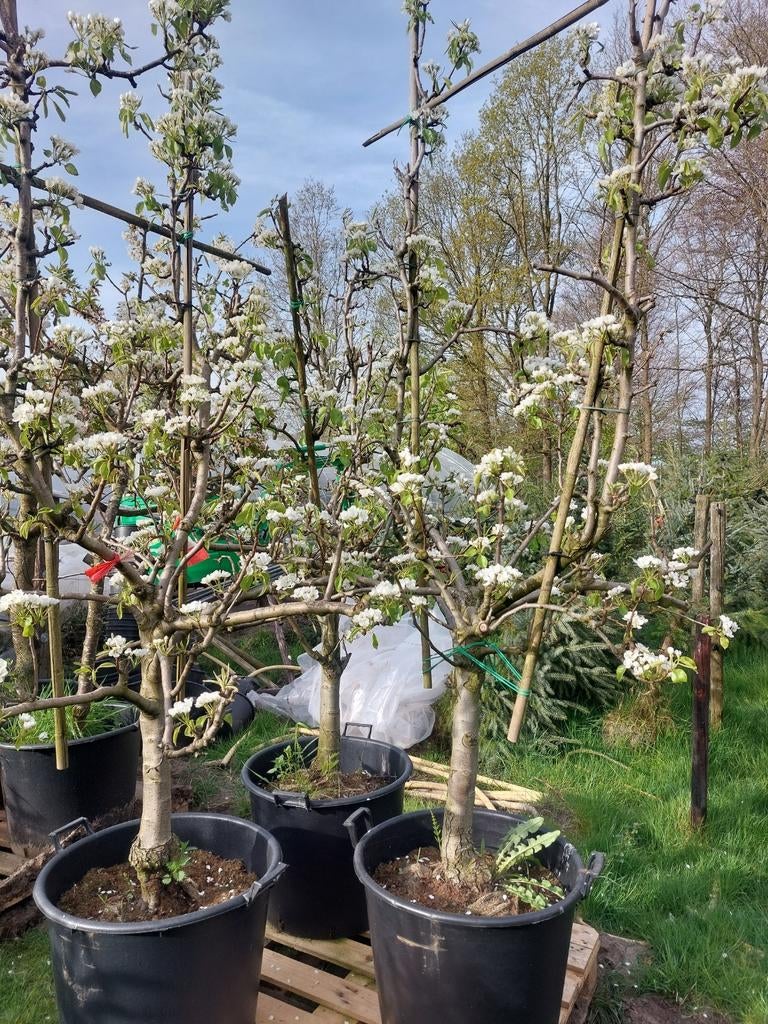 Conference peren v boom, Ophalen, Lente, Perenboom, Halfschaduw