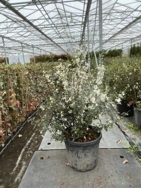 Osmanthus burkwoodi struiken, Ophalen, Overige soorten, Minder dan 100 cm