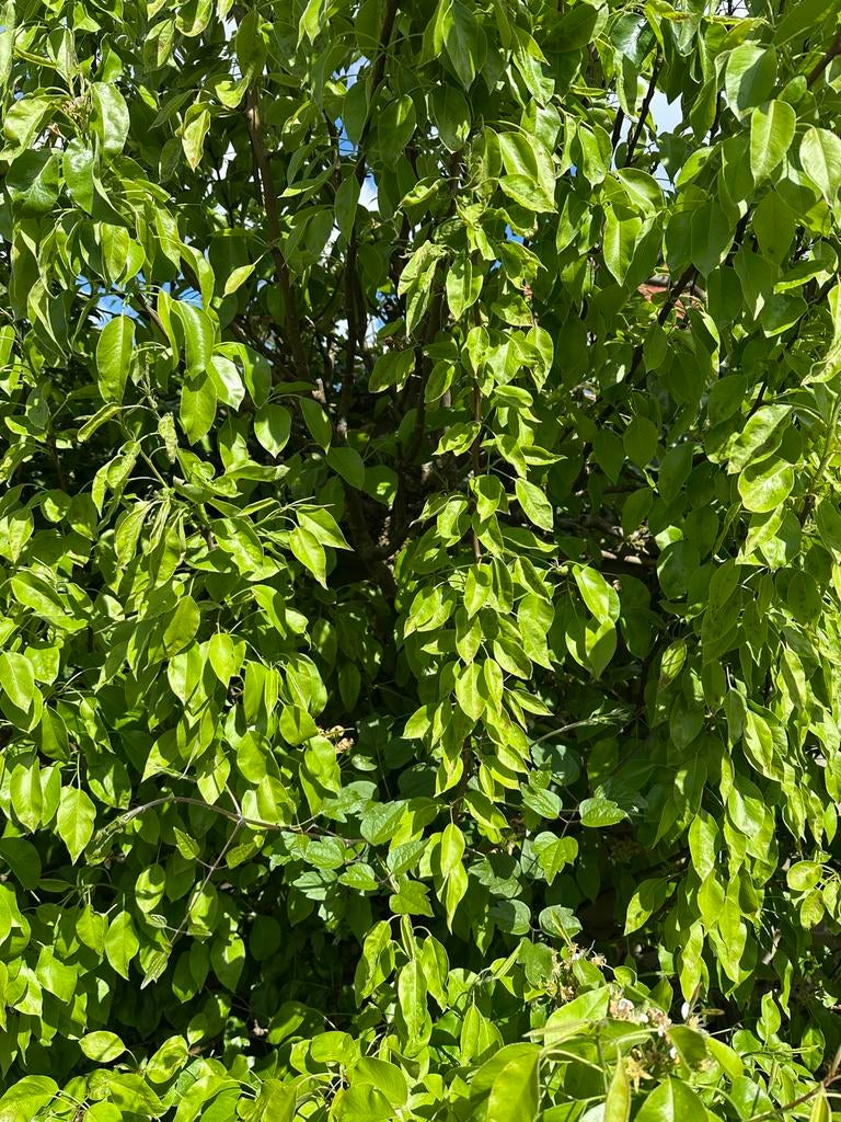 Twee perenbomen, zelf uitgraven, z.s.m. ophalen, Ophalen, Lente, Volle zon, Perenboom