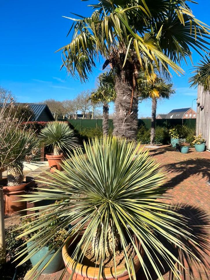 Yucca rostrata - palmlelie vanaf €10,00, Tuin en Terras, Planten | Tuinplanten, Overige soorten, Volle zon, Ophalen