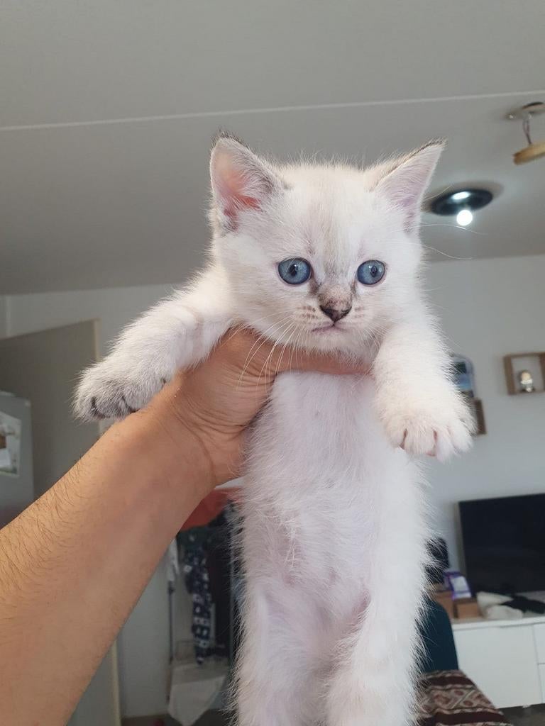 Kitten (nog 1 over!), Dieren en Toebehoren, Meerdere dieren, Ontwormd