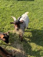 Dwerg bok geit geiten, Mannelijk, Geit