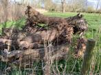 GRATIS.  Partij haardhout. GRATIS, 3 tot 6 m³, Ophalen of Verzenden, Overige houtsoorten, Stammen