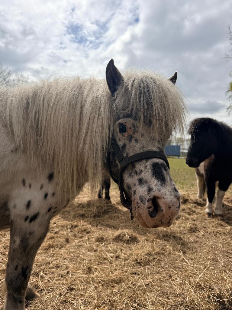 Appaloosa drachtige merrie en jaarling  merrie en hengstje, Dieren en Toebehoren, Pony's, Merrie, A pony (tot 1.17m), 0 tot 2 jaar