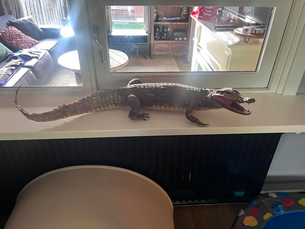 Opgezette kaaiman, Verzamelen, Dierenverzamelingen, Ophalen, Gebruikt, Reptiel of Amfibie, Opgezet dier