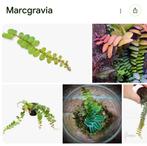 Gezocht Marcgravia soorten, Ophalen, Halfschaduw, Minder dan 100 cm