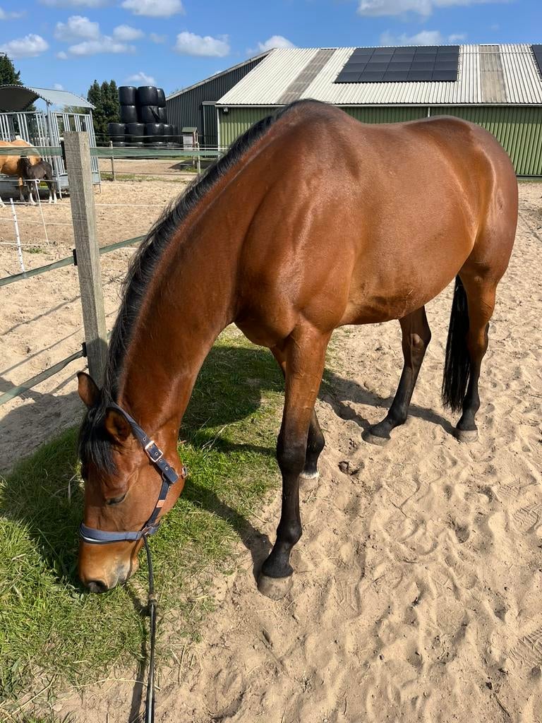 Te koop 5 jarige ruin, Gechipt, Ruin, Zadelmak, 3 tot 6 jaar