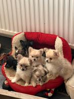 Pomsky F2b x Langhaar Chihuahua., Parvo, Overige rassen, 8 tot 15 weken, Meerdere