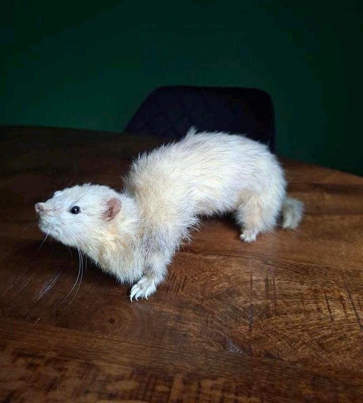 Opgezet Fretje, Verzamelen, Dierenverzamelingen, Ophalen of Verzenden, Zo goed als nieuw, Overige soorten, Opgezet dier