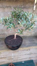 Bonsai Olijf, Tuin en Terras, Planten | Bomen, Olijfboom, Minder dan 100 cm, Zomer, Ophalen