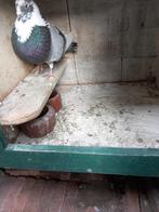 Kropper duivin, Dieren en Toebehoren, Vrouwelijk, Kropper