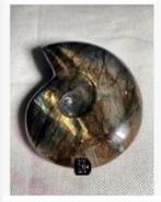 Edelsteen Labradoriet in ammoniet vorm geslepen, Nieuw, Ophalen of Verzenden, X, X