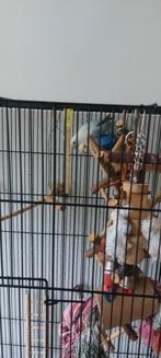 Agapornis broertjes , 2 broertjes