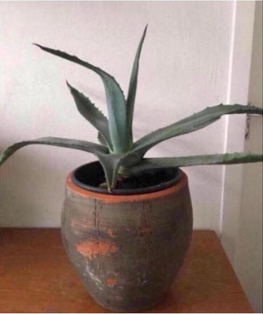 Agave plant in pot, Tuin en Terras, 25 tot 40 cm, Rond, Binnen, Ophalen of Verzenden