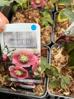 Helleborus Orientalis 'Singel Pink' - Kerstroos p9, Vaste plant, Halfschaduw, Winter, Ophalen