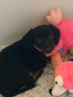 1 black en tan teefje mag verhuizen, Dieren en Toebehoren, Honden | Teckels en Dashonden, Parvo, 8 tot 15 weken, Korthaar, Dwerg