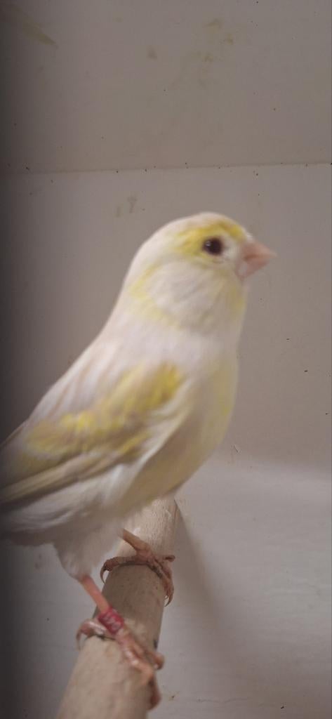 2 koppel Geel mozaïek 2 koppel Satinet Mozaïek 1 koppel agaa, Dieren en Toebehoren, Meerdere dieren, Kleurkanarie